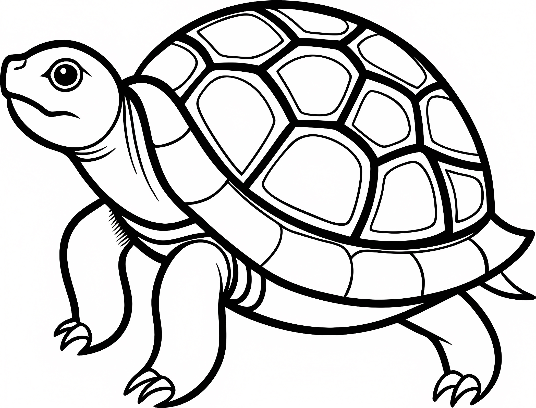 Tortue tranquille — Coloriage à imprimer gratuit