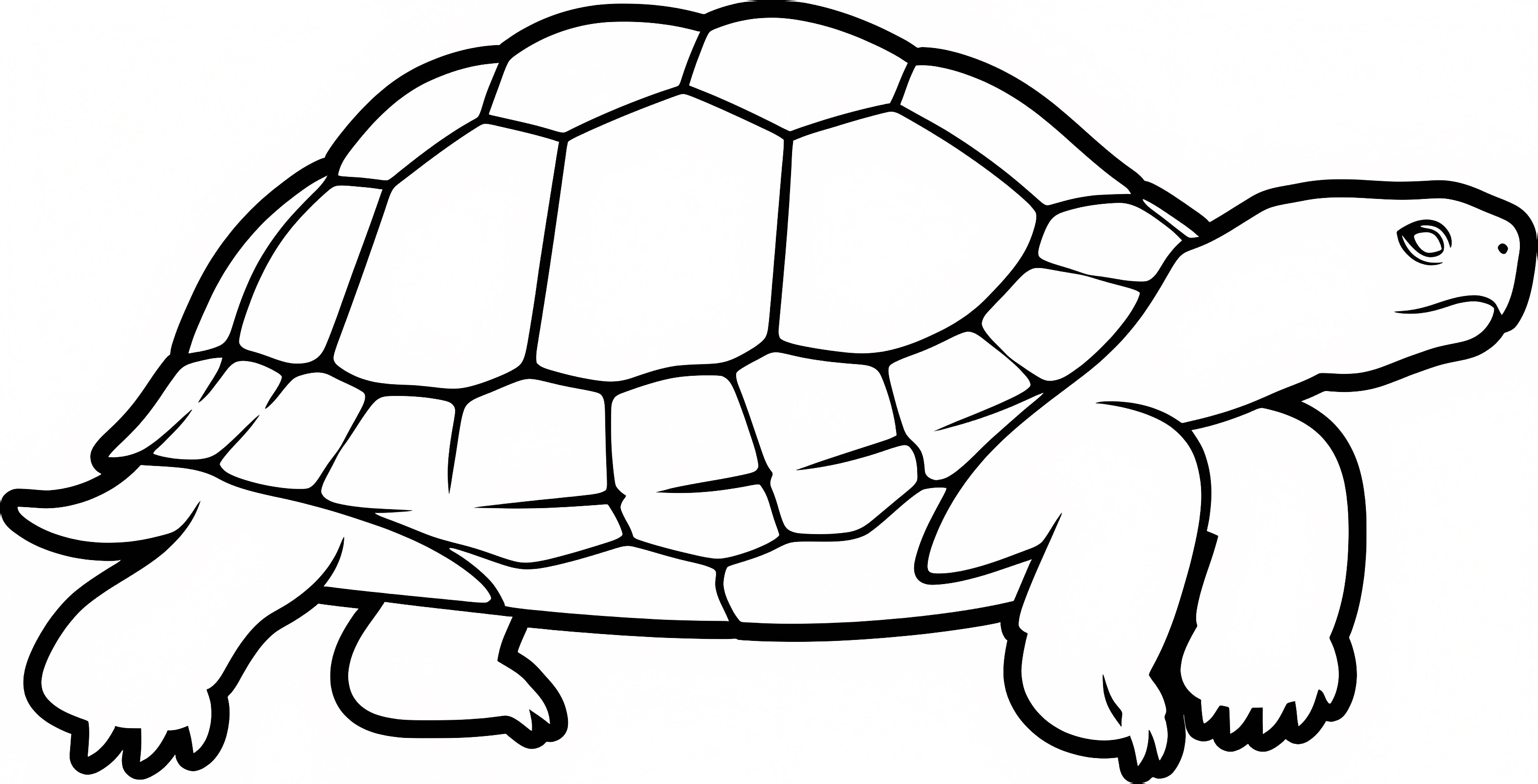 Bébé tortue — Coloriage à imprimer gratuit